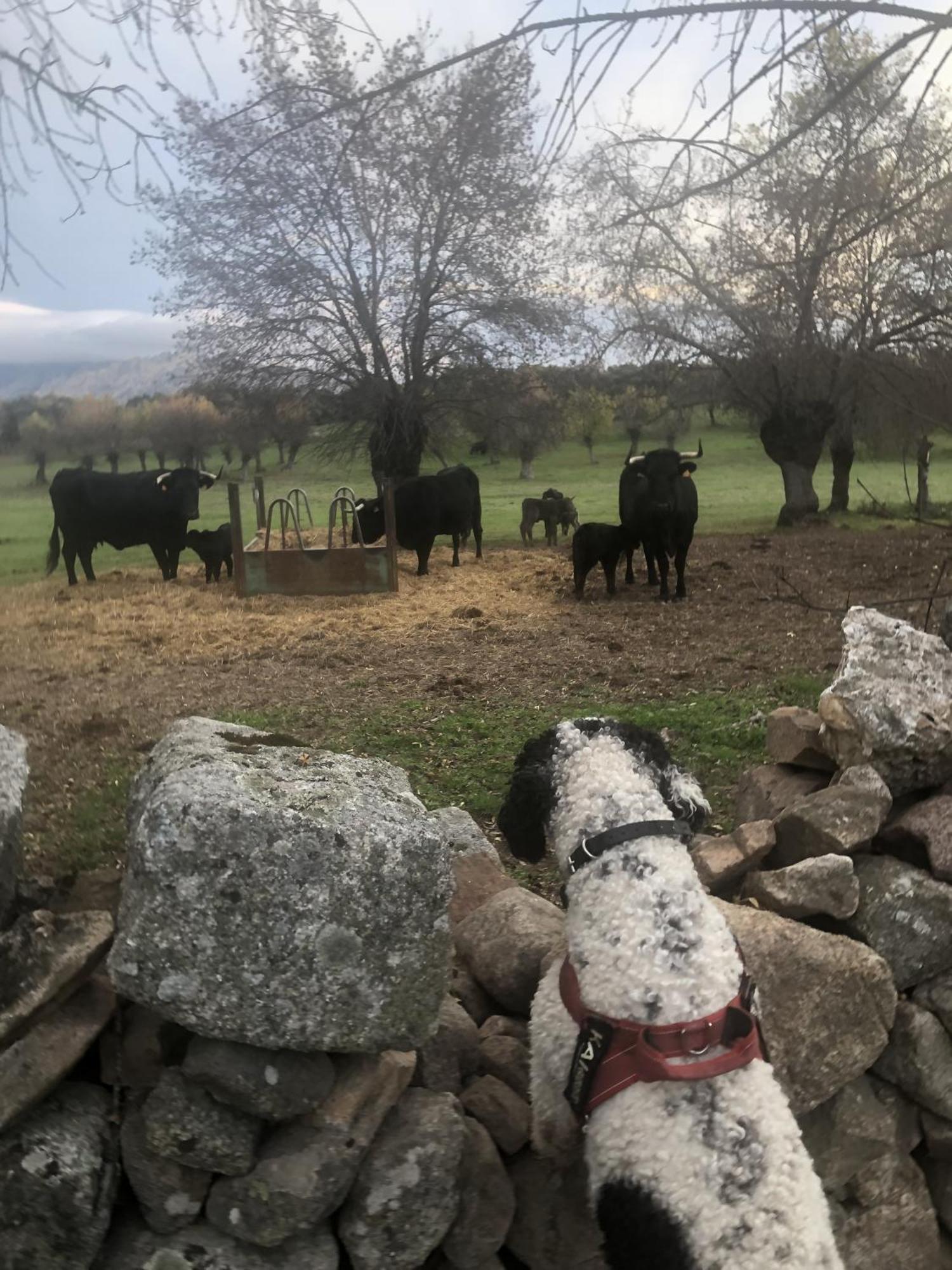 Alojamiento Rural El Petirrojo Cerceda  外观 照片